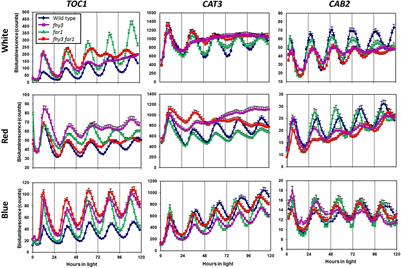 Dual Role for FHY3 in Light Input to the Clock